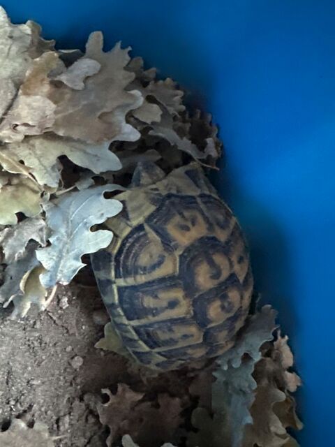 Tortue de terre 50 84500 Boll�ne