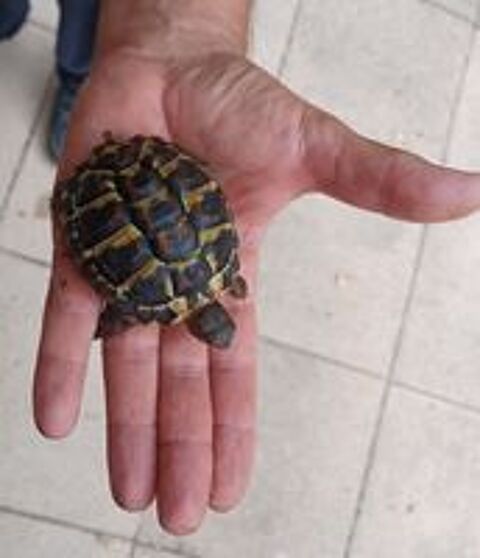   TORTUES TERRESTES de 4 ans 