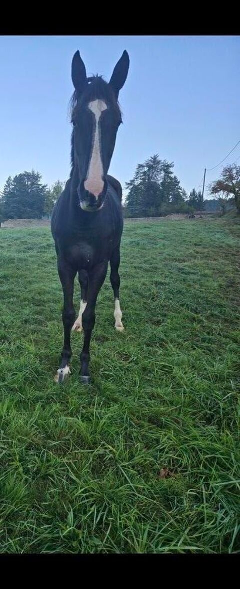 NEPTUNE  13000 63290 Pasli�res