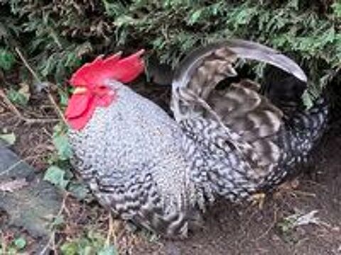   Coq nain CHABO  