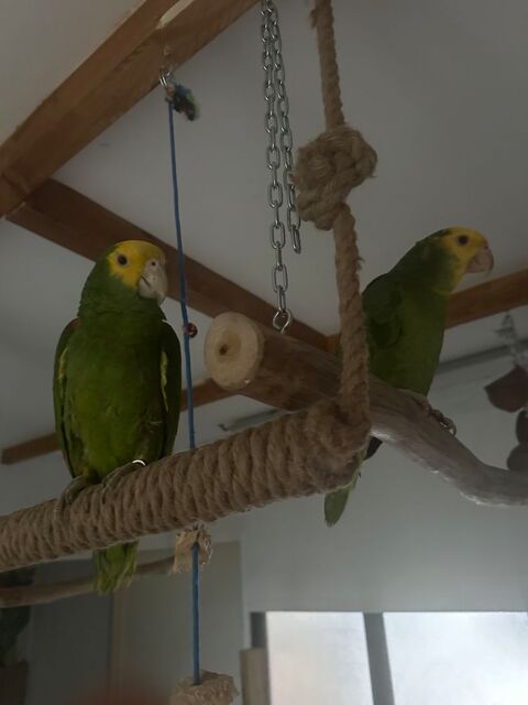 Amazone Oratrix double t&ecirc;te jaune 2000 28500 Germainville