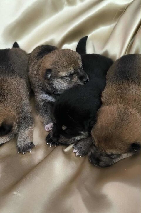 Magnifiques Chiots Shiba Inu LOF 1100 77710 Paley