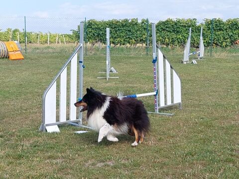 cherche saillie afin achat d'un chiot. 10 16000 Angoulme