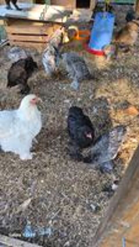   Poule ou coq 