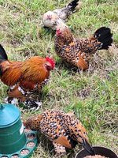   Couple poule sabelpoot  