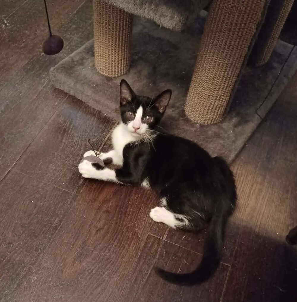   Eliot un chaton doux comme tout 