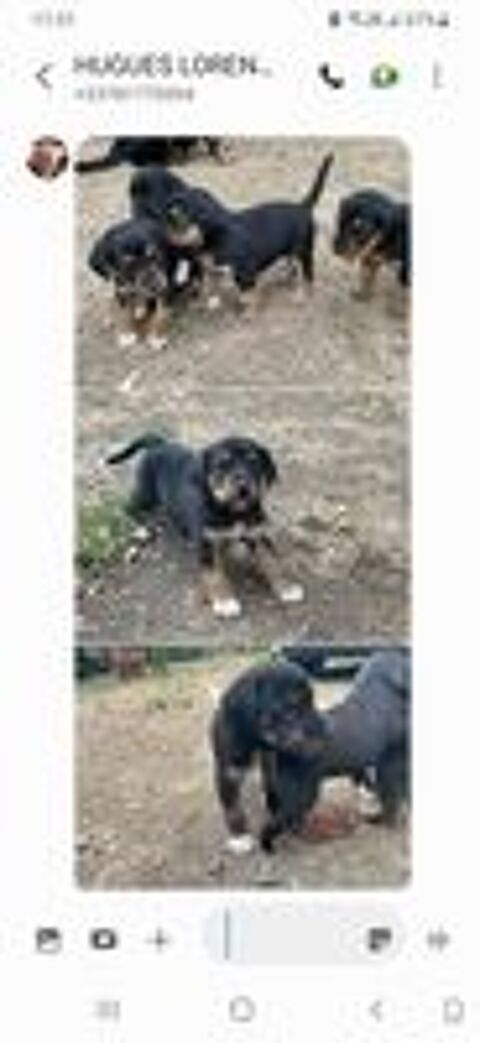   Bébés chiots croisés  