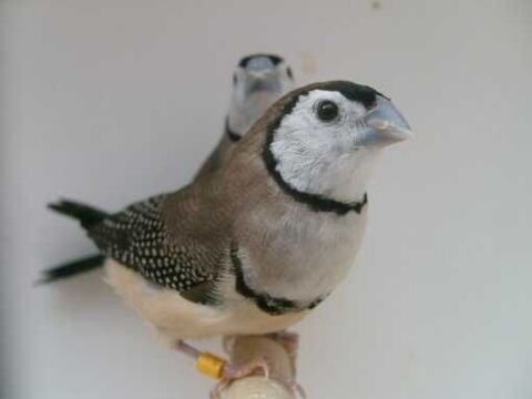 Oiseau exotique Bichenov.male 40 Saint-Nazaire (44)