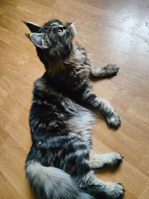 Chaton maine coon 590 67150 Uttenheim
