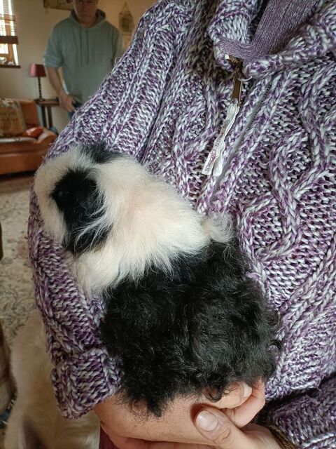 Cochons d'Inde à donner 0 28210 Brchamps