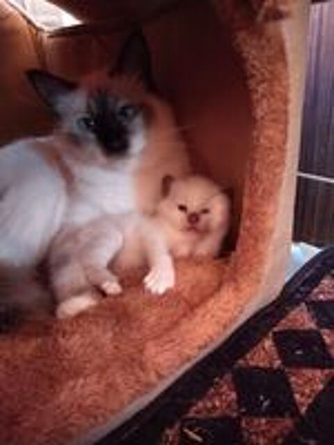   Chatons Sacré de Birmanie LOOF a réserver 
