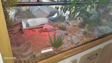couple Gecko et accessoires 0 72380 Souill