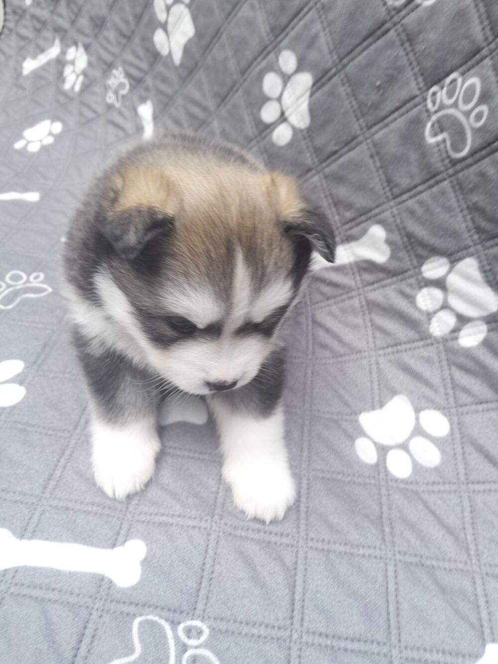   Magnifiques pomsky F3 de lignées prestigieuses 
