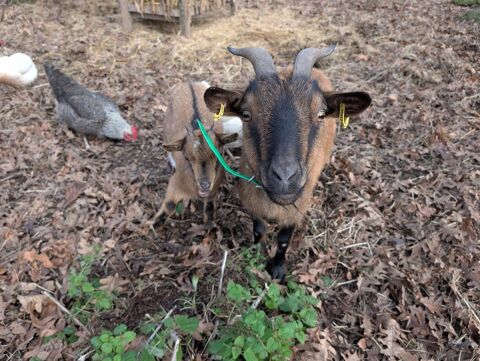 Ariane, Rafale et Mirage, ch&egrave;vres naines &agrave; adopter 150 44360 Vigneux-de-bretagne