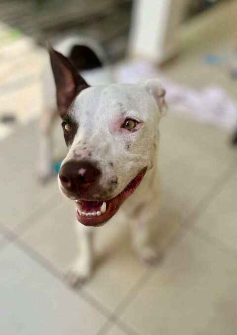 Neo, m&acirc;le crois&eacute; berger, n&eacute; le 01/01/2025 🐶 380 83000 Toulon