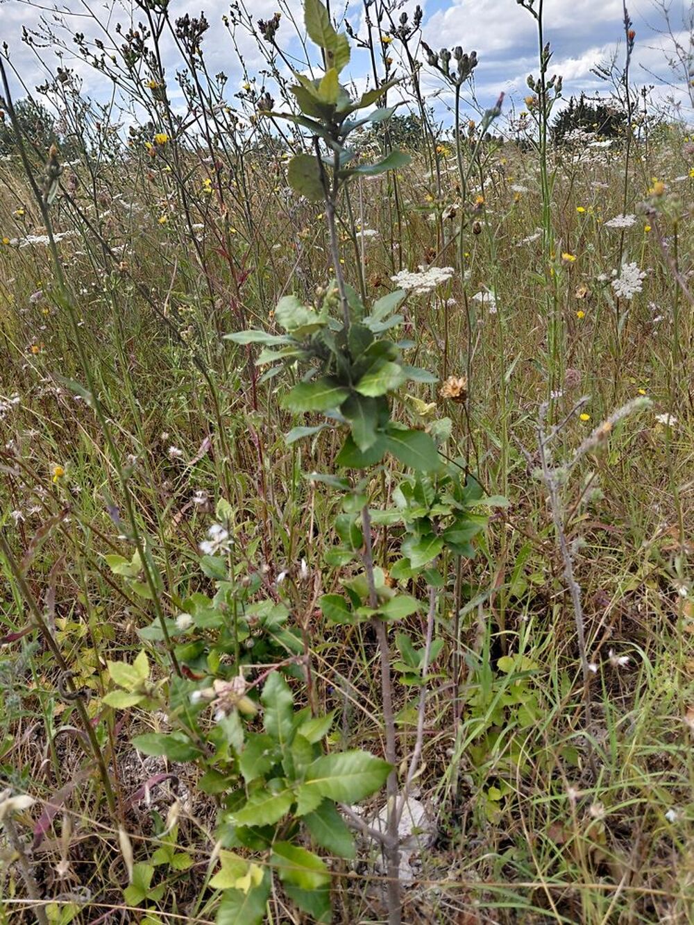 Vente Terrain Plantation chênes truffier avec compteur eau de ville Saint-hilaire-d'ozilhan