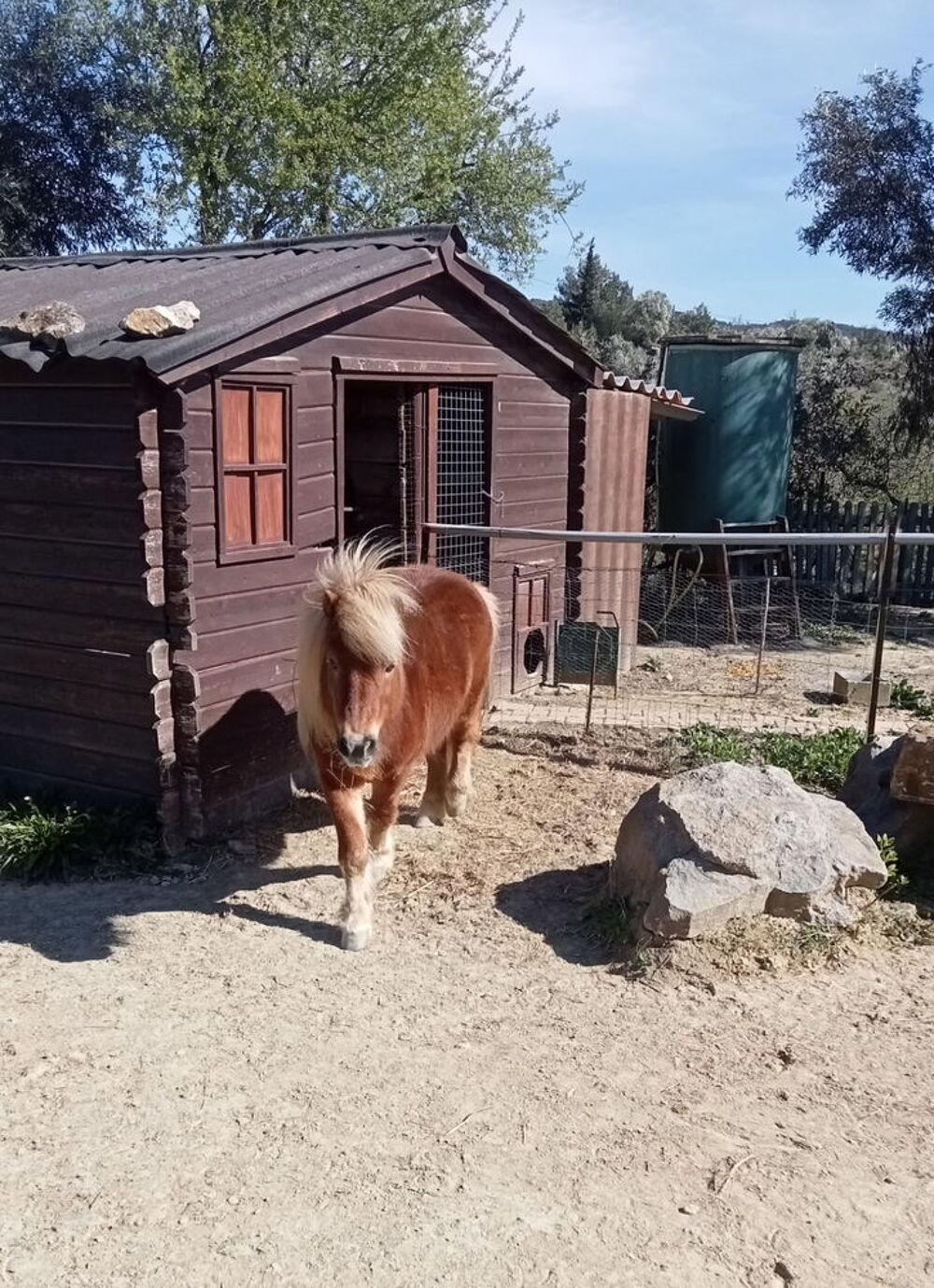   Poney  