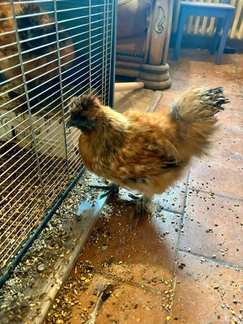 Coq soie 15 69400 Villefranche-sur-sane