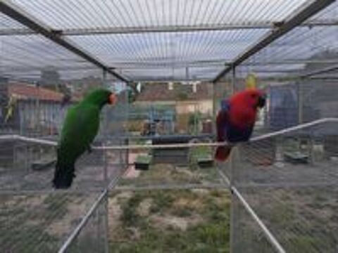   Couple perroquet eclectus  