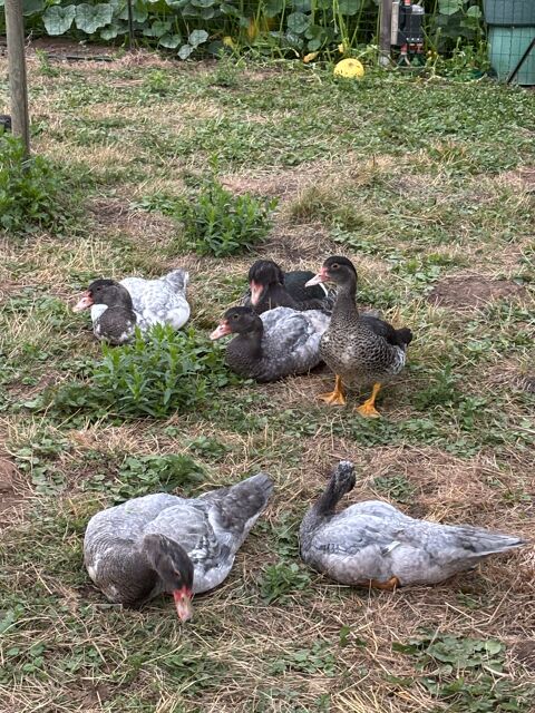 Canards de barbarie 20 71380 Lans