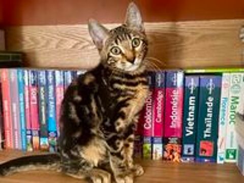   Mars chaton hyper sociable et câlin 