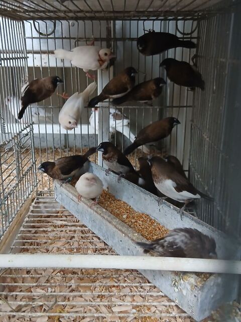 Lot moineaux du Japon 5 44150 Ancenis