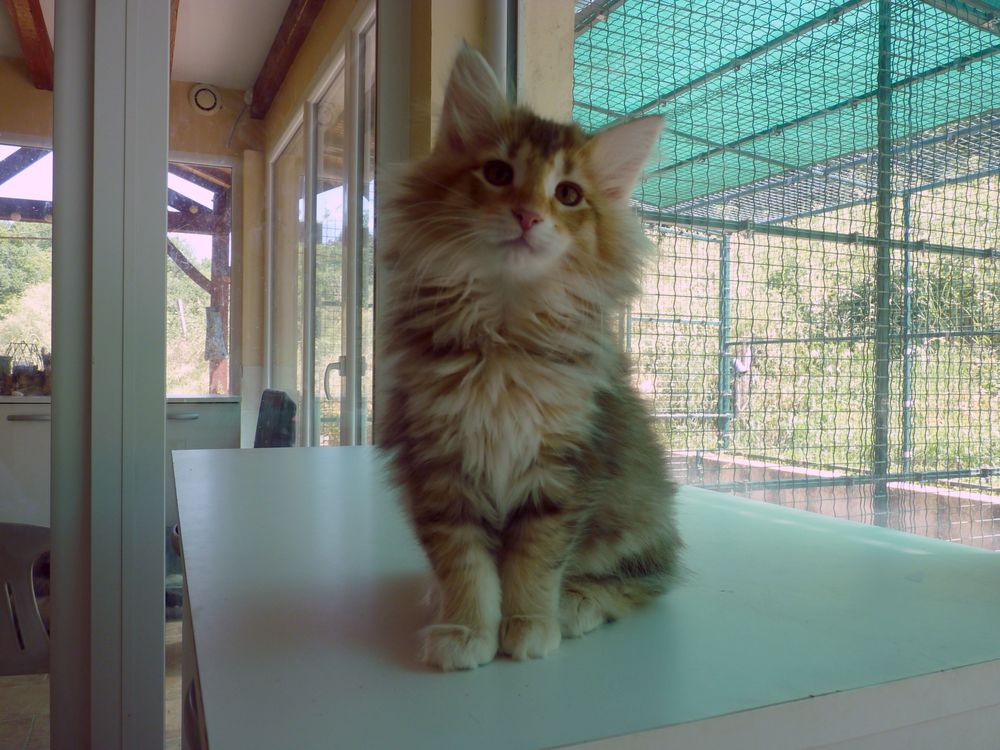   Chaton Norvegien Loof 
