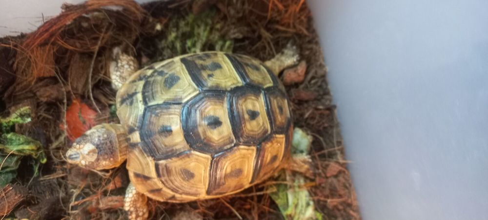   Tortue 