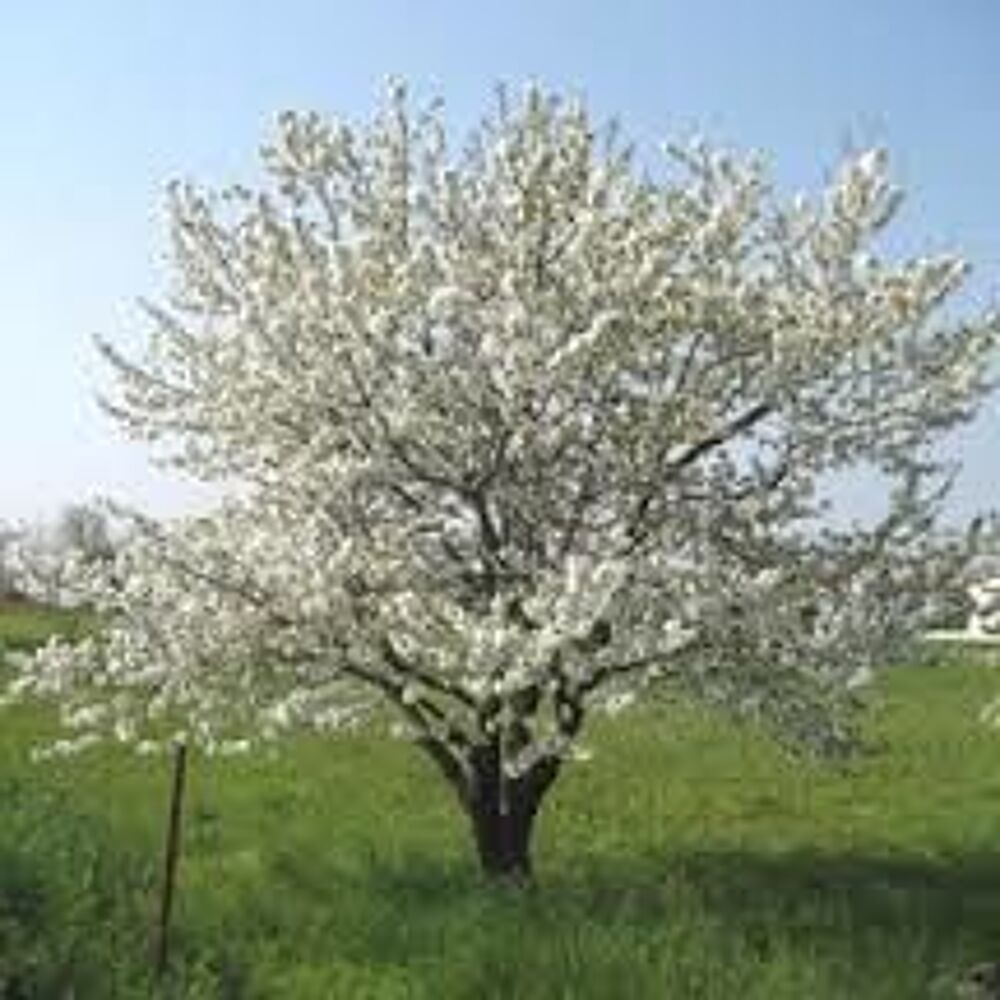 1 plant de merisier Jardin