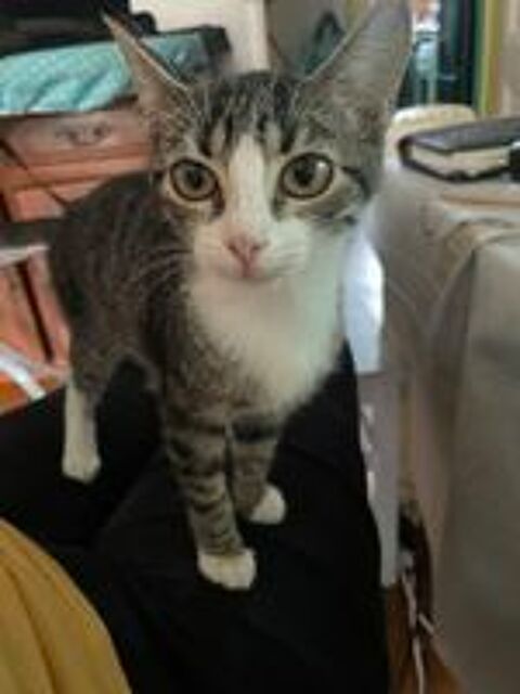  A L'ADOPTION BANDIT 