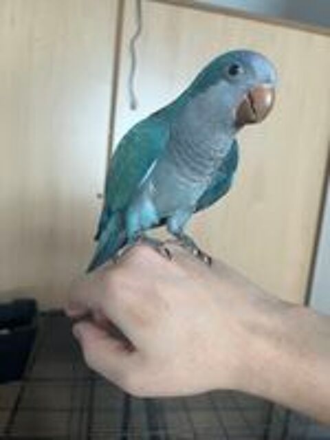   Conure veuve EAM 