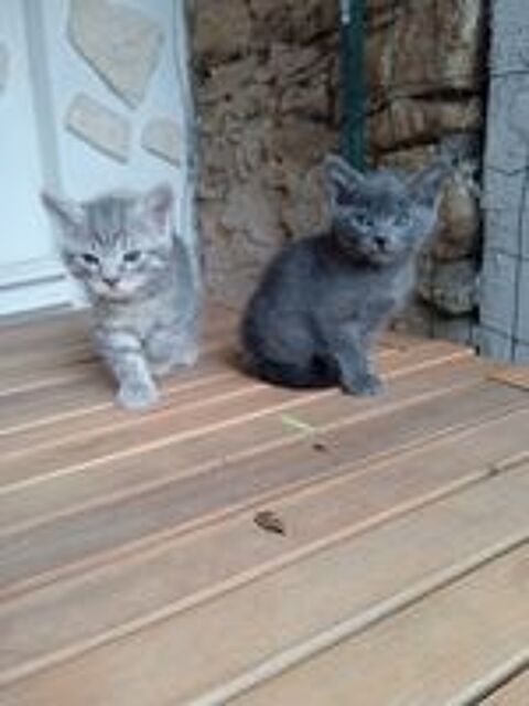   DONNE CHATONS  