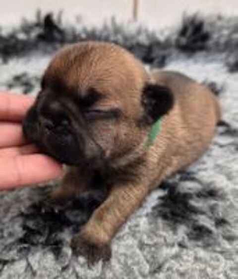   A reserver magnifiques chiots bouledogue francais fauve roug 
