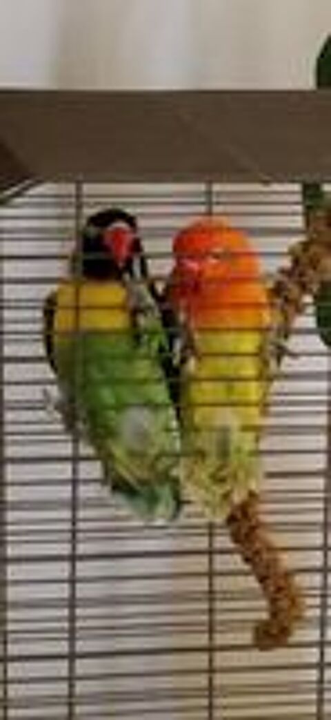   COUPLE INSEPARABLES ET CAGE 