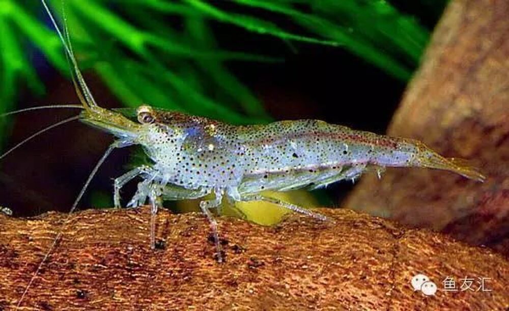   Crevettes Mini japonica 