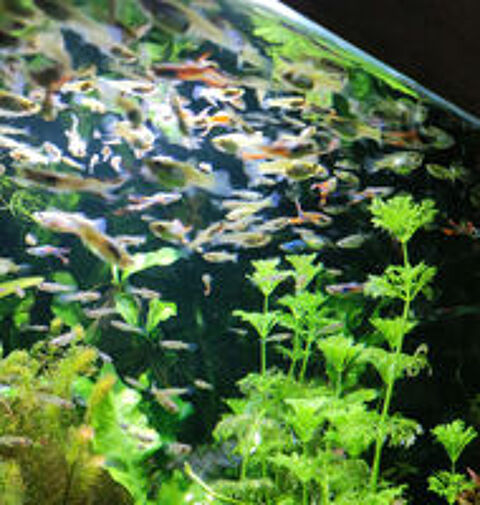   Crevettes et guppys 1€ (voir tarif plantes) 