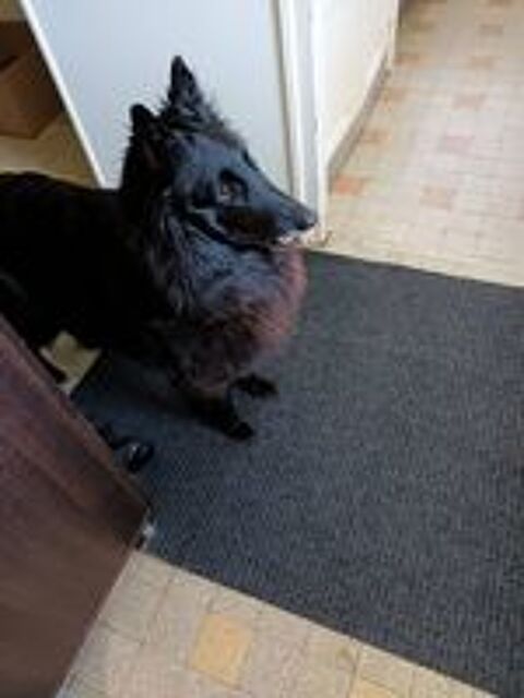   Chiots bergers belges gr?nendael  