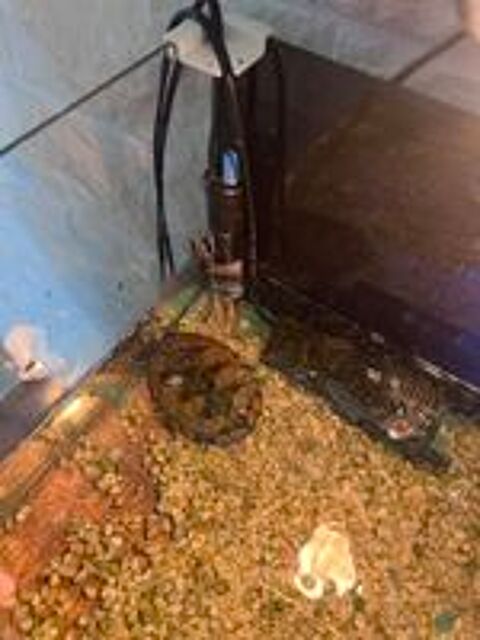   2 tortues Sternotherus carinatus 