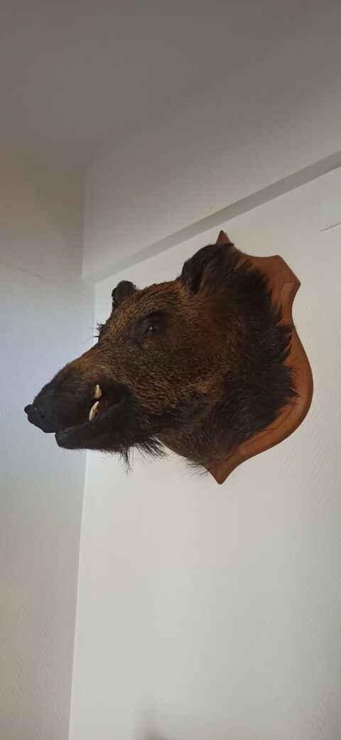 T�te de sanglier 450 Pollestres (66)