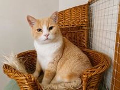   BIB CHAT ROUX ET BLANC 11 ANS 