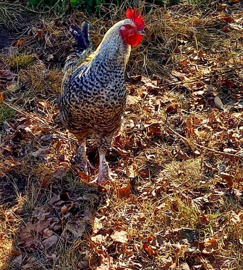 BEAU COQ PLYMOUTH 30 27130 Verneuil-sur-avre