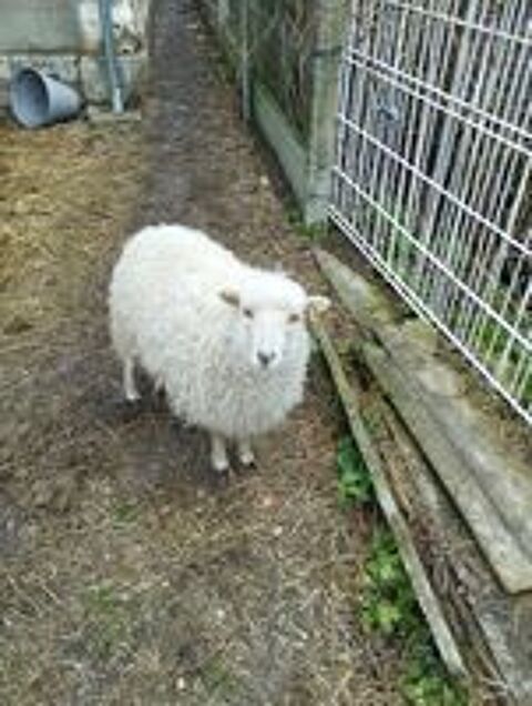   Couple mouton ouessant 