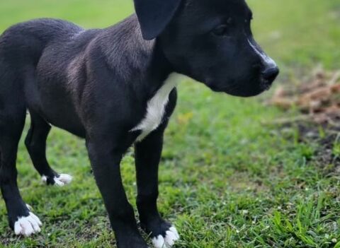 ✨️ GUSTO ✨️ 🐶 290 91000 �vry