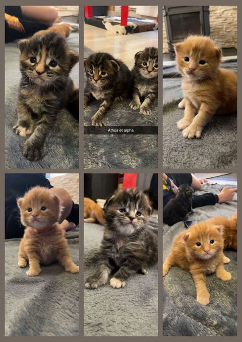 chatons maine coon 1000 63230 Pontgibaud