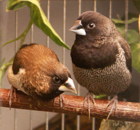 Moineau du japon 10 10000 Troyes