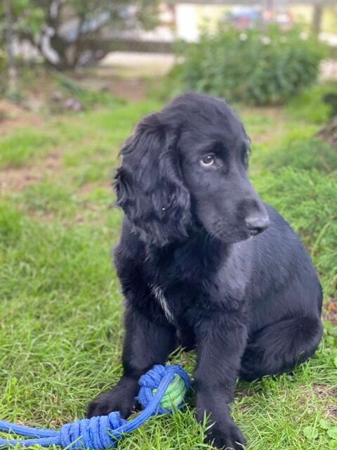 A vendre chien type cocker anglais noir 500 27440 Bacqueville