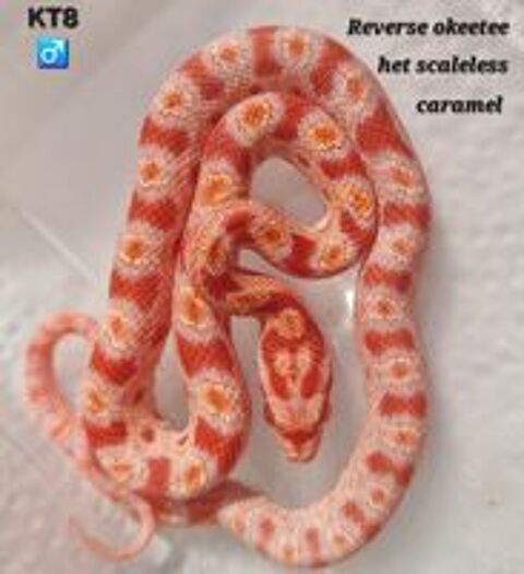   Pantherophis okeetee 100% het scaleless  
