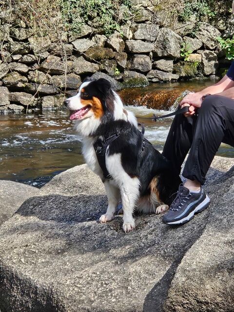 SAILLIE BERGER AUSTRALIEN 800 49140 Seiches-sur-le-loir