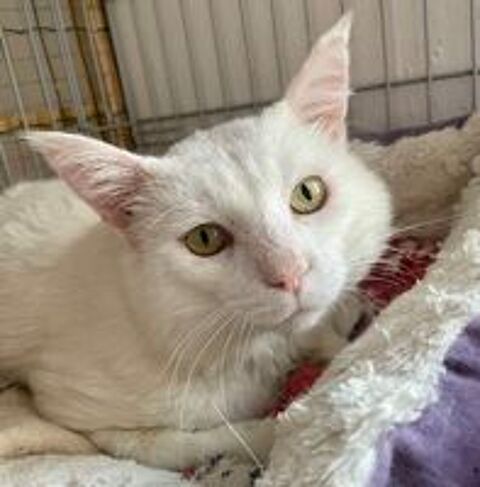   Chat Olaf à l'adoption 