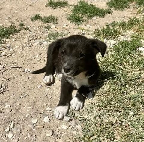 Chien ANIS à l adoption 300 26400 Chabrillan
